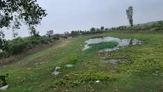प्रयागराज में यमुनापार के नारीबारी स्थित अमृत सरोवर का यह है हाल। जागरण