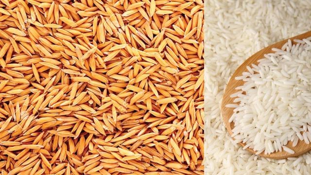 दादा के खेतों की महक अब यादों में, रोहतास में सिमट रही सोनाचूर धान की खेती, 15 हजार तक पहुंची कीमत
