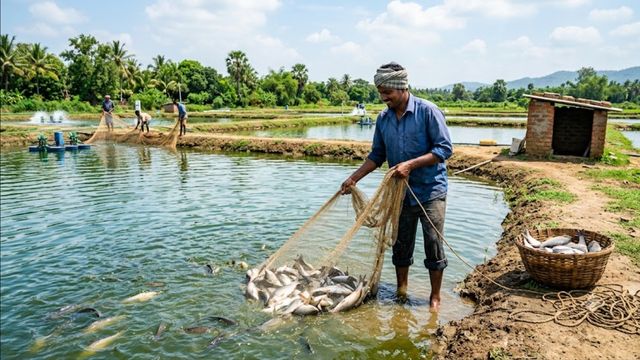 अब मछलियों का भी होगा बीमा, मत्स्य पालकों को लाभ के लिए करना होगा ऑनलाइन आवेदन
