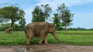हाथियों के हमले में ग्रामीण की मौत।