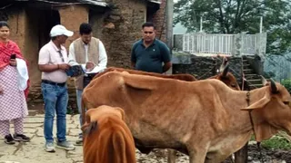 द्वाराहाट के रतखाल स्थित गोशाला में मवेशियों के स्वास्थ्य की जांच करती पशुपालन विभाग की टीम। जागरण