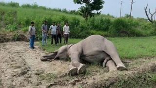 जंगल में एक मृत टस्कर मिलने से हड़कंप मच गया। जागरण