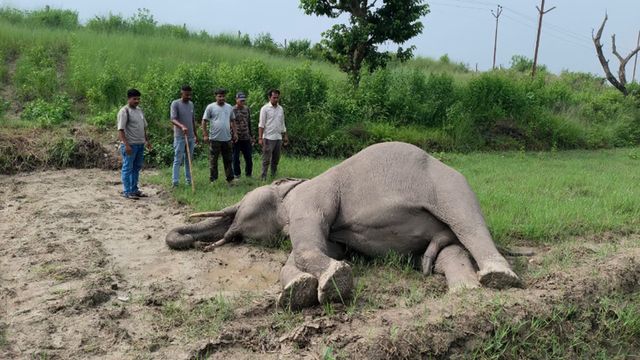 उत्तराखंड में टस्कर हाथी की मौत से वन विभाग में हड़कंप, साथी हाथियों ने मचाया उत्पात