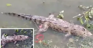 गंगा किनारे मगरमच्छ का शव। वीडियो ग्रैब