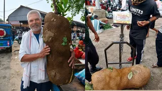 सादाबाद मंडी समिति में कटहल के फल को तोल कर देखते किसान