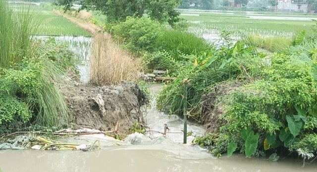 देवरिया में हाटा रजवाहा तीसरी बार टूटी; 40 किसानों की धान की फसल जलमग्न, विभाग बेपरवाह
