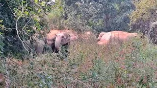 गिरिडीह के बिरनी प्रखंड में विचरण करता हाथियों का झुंड। (प्रतीकात्मक फोटो)