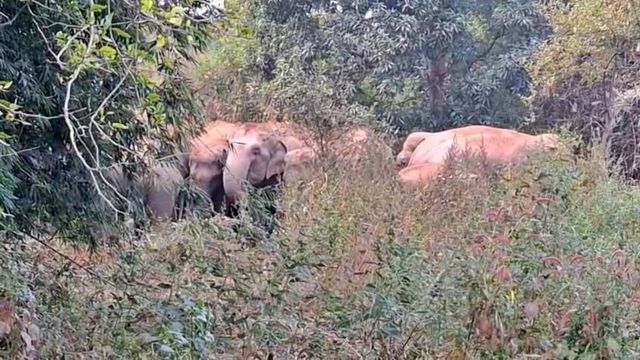 गिरिडीह में बढ़ा हाथियों का आतंक, अधेड़ को कुचलकर मार डाला