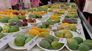 मैंगो फेस्टीवल में सजे विभिन्न प्रजाति के आम