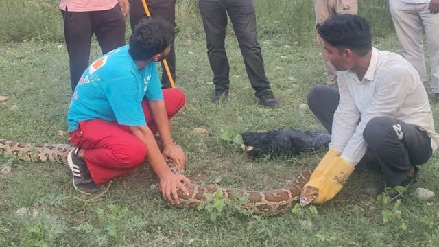 यमुनानगर के जलाहू माजरा में दिखा विशालकाय अजगर, बकरी के बच्चे को निगलने के बाद वन विभाग ने किया रेस्क्यू
