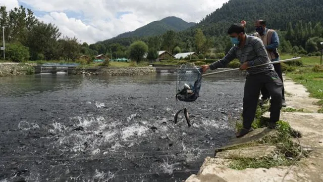 31 हजार नौकरियां, 100 मीट्रिक टन उत्पादन... कश्मीर की 'ब्लू इकोनॉमी' का इंजन, एशिया का सबसे बड़ा कोकरनाग फिश फार्म