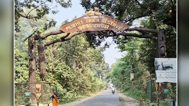 Pilibhit Tiger Reserve: अब शहर से ही मिलेगी जंगल सफारी! पर्यटकों को नहीं काटने पड़ेंगे मुस्तफाबाद और महोफ गेट के चक्कर

