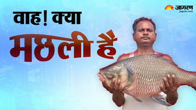 कोनार डैम में मछुआरों के जाल में फंसीं 42 और 26 किलो की दो विशाल ब्रिकेट मछलियां, देखते रह गए लोग 
