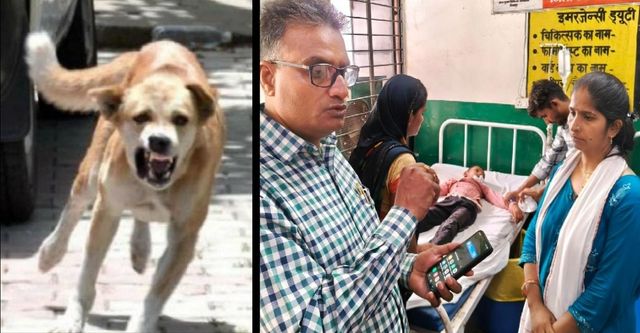 चित्रकूट के सरकारी स्कूल में घुसा पागल कुत्ता, दो मासूमों के नाक, कान में काटा, बच्चों ने क्लास का दरवाजा बंद कर बचाई जान

