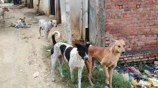 कैमूर में आवारा कुत्तों का खौफ, छह महीने में हजारों लोग हुए शिकार
