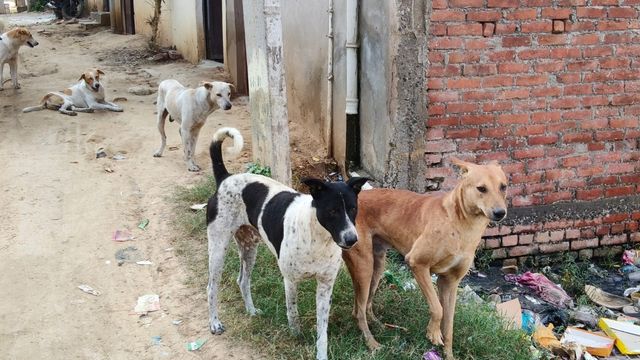 कैमूर में आवारा कुत्तों का कहर: 6 महीने में 5600 लोगों को काटा, बच्चों का घर से निकलना हुआ मुहाल
