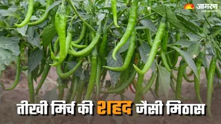 कटिहार की मिर्च का तड़का