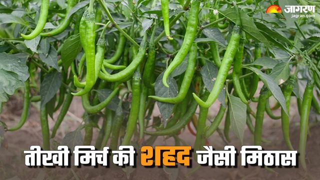 नेपाल-बांग्लादेश के किचन में कटिहार की तीखी मिर्च का तड़का, किसान ₹2 लाख तक की कर रहे कमाई
