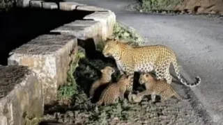 इंटरनेट मीडिया पर प्रसारित शावकों संग घूमती मादा गुलदार की फोटो।