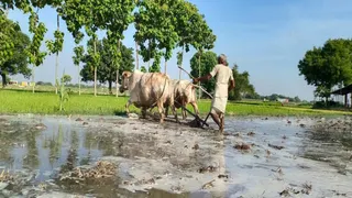 हल-बैल के सहारे खेत तैयार