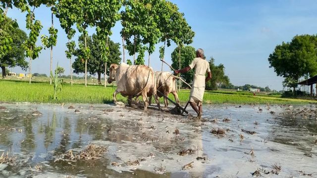 जहां ट्रैक्टर रुक जाते हैं, वहां बैलों की घंटियां और मिट्टी की खुशबू बनती है गांव की पहचान