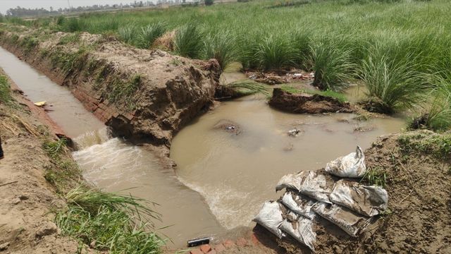 आहुलाना में रजवाहे की पटरी टूटी, धान की फसल डूबी; किसानों में चिंता