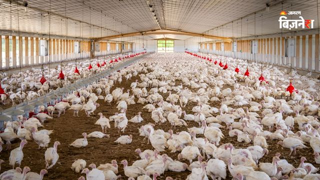 https://www.jagranimages.com/images/2026/07/16/article/image/poultry-1784215154333.jpg