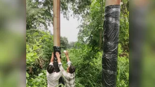 कांवड़ियों की सुरक्षा के मद्देनजर बिजली के खंभों पर प्लास्टिक की टेपिंग करते कर्मचारी। जागरण