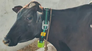 बाजपुर की मधुबन गोशाला बनी उत्तराखंड की पहली एआई आधारित स्मार्ट कम्युनिटी डेयरी। जागरण