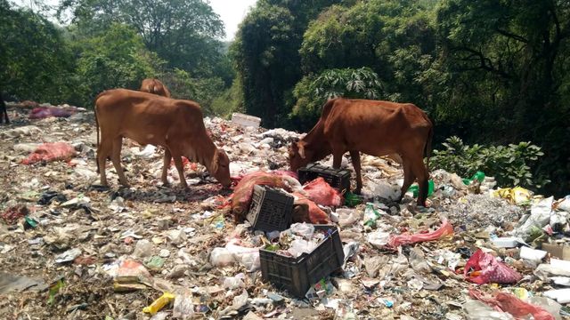 धनबाद: अस्तित्व की जंग लड़ रही राजगंज की लाइफलाइन, नदी बनी कचरा डंपिंग जोन; प्रशासन मौन
