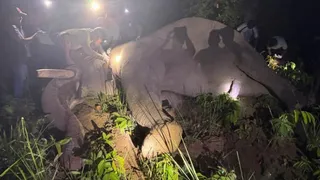 chitwan elephant dhruv radio collar fitted after 25 deaths