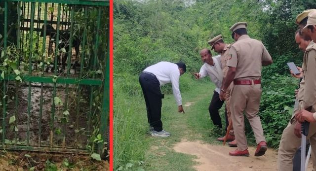 सीतापुर में बाघ पकड़ने के लिए दुधवा और कर्तनिया से बुलाए एक्सपर्ट, रसुलवा में टाइगर के काटने से किसान की हुई थी मौत
