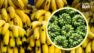 देश में महाराष्ट्र प्रमुख केला उत्पादक राज्य है