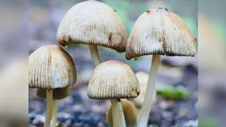 सांकेतिक तस्वीर।