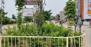 बेड़ी पुलिया-रामघाट मार्ग में किया जा रहा पौधारोपण। जागरण