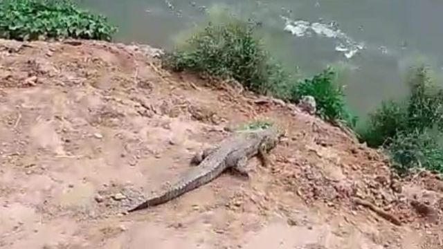 खेतों में घूमते मगरमच्छ ने खूब छकाया, चार दिन बाद आया पकड़; रेस्क्यू कर चंबल नदी में छोड़ा