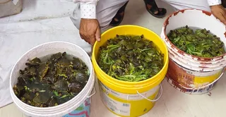 एसटीएफ द्वारा बरामद किए गए कछुए। एसटीएफ