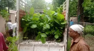 झज्जर को हरा-भरा बनाने के लिए वन विभाग की बड़ी पहल (फाइल फोटो)