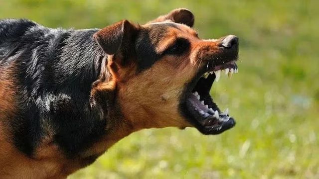 धनबाद के निरसा में पागल कुत्ते का आतंक, 18 लोगों को काटा, रेस्क्यू टीम नाकाम
