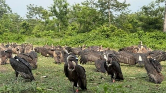गिद्धों को बचाने के लिए खुला जटायु रेस्टोरेंट, बिहार में सैलानियों और शोधकर्ताओं के लिए बना नया हॉटस्पॉट