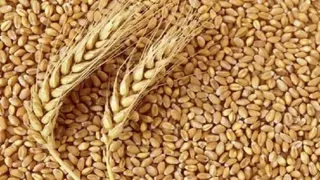 कुंजपुरा गेहूं गोदाम से अब 9951 गेहूं के कट्टे गायब मिले (फाइल फोटो)