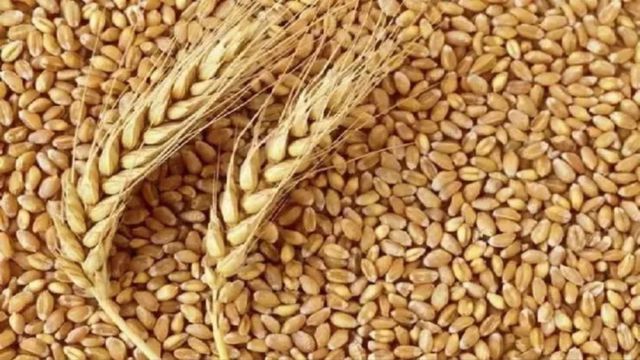 करनाल में कुंजपुरा गेहूं गोदाम से 9951 गेहूं के कट्टे गायब, पूर्व इंस्पेक्टर पर गिरी गाज

