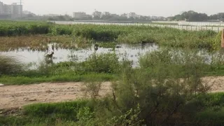 बसई में जलभराव वाली जगह पर पहुंचे पक्षी। जागरण आर्काइव