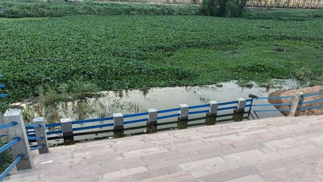 हेरिटेज का दर्जा भी नहीं बदल सका सूरत, कैथल में गंदगी और जलकुंभी से बदहाल हुई सरस्वती नदी
