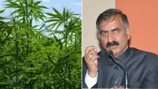 हिमाचल प्रदेश सरकार ने भांग की खेती के नियम तय कर दिए हैं। प्रतीकात्मक फोटो