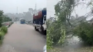 पठानकोट मंडी राष्ट्रीय राजमार्ग पर अरला में गिरा पेड़ (फोटो: जागरण)