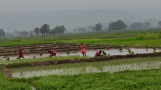 मुंगेर में मानसून की मेहरबानी: 72 घंटे की बारिश से धान रोपनी में आई तेजी, किसानों के खिले चेहरे, गुलजार हुए खेत