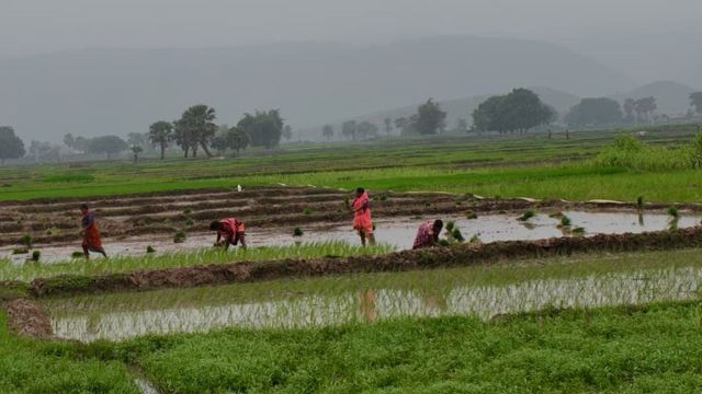झमाझम बारिश से चमकी मुंगेर की माटी : धान रोपनी ने पकड़ी रफ्तार, कृषि विज्ञानियों ने कहा- कतरनी के लिए पानी है उपयुक्त
