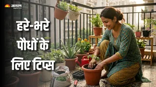 सूखने लगा है आपका भी हरा-भरा पौधा? (AI Generated Image)