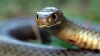 Snakebite Case बारिश के मौसम में सर्पदंश की घटनाएं बढ़ गई हैं।